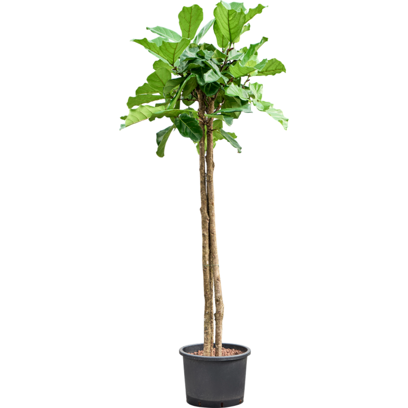 Ficus lyrata