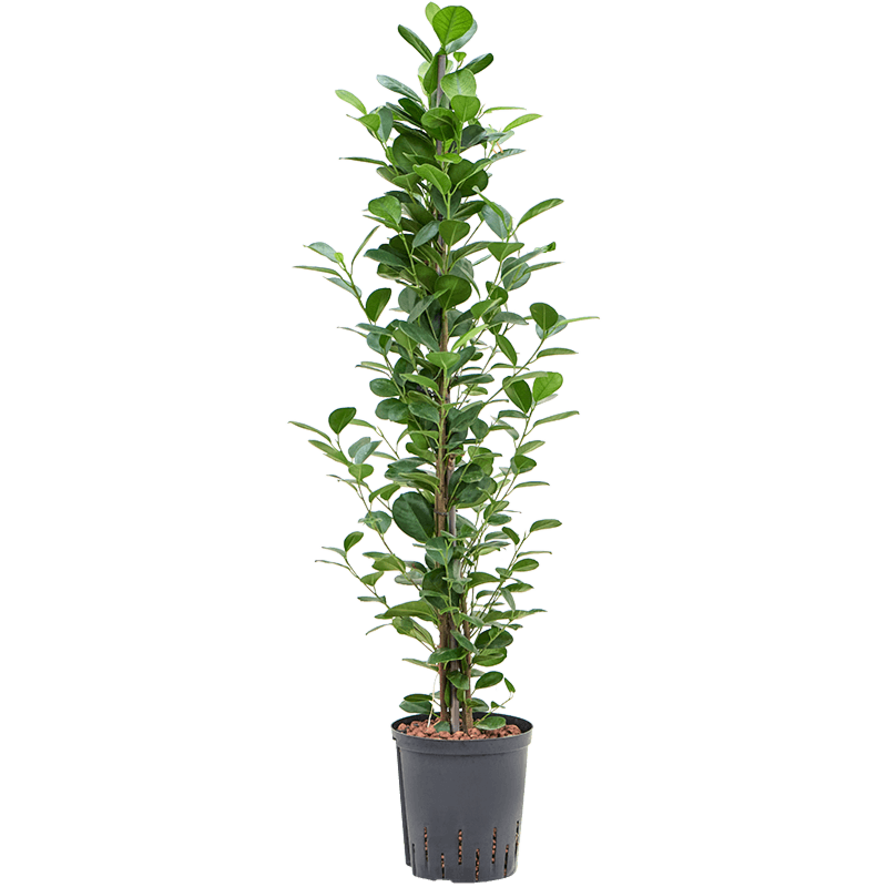 Ficus microcarpa 'Moclame'