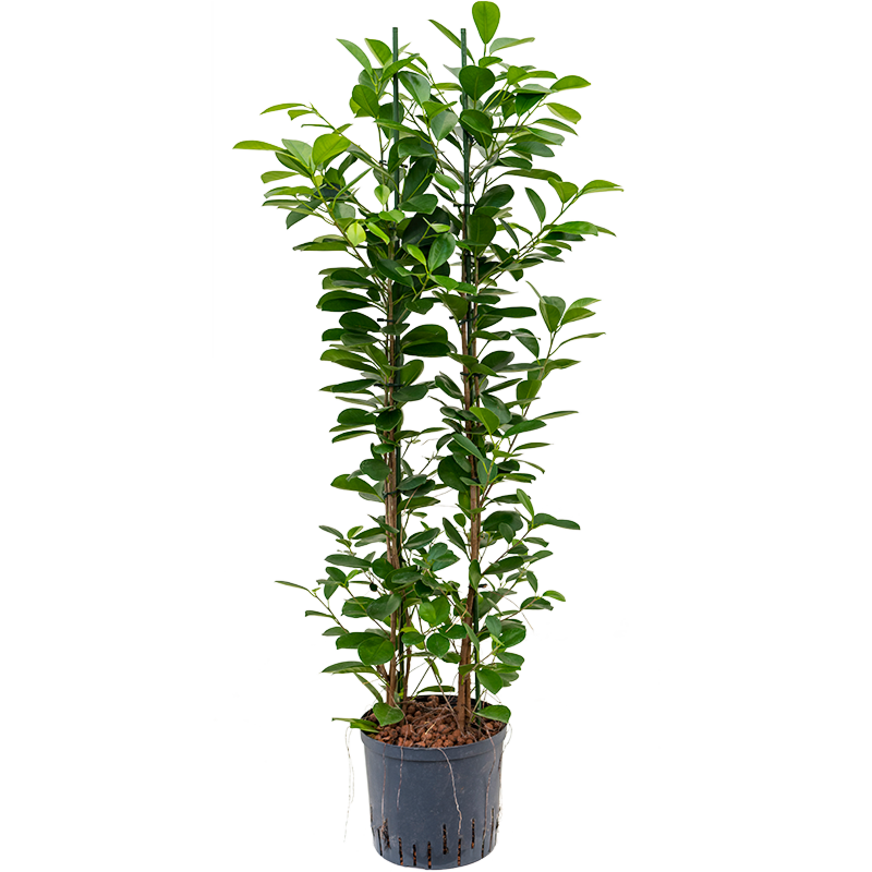 Ficus microcarpa 'Moclame'