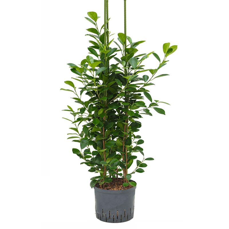 Ficus microcarpa 'Moclame'