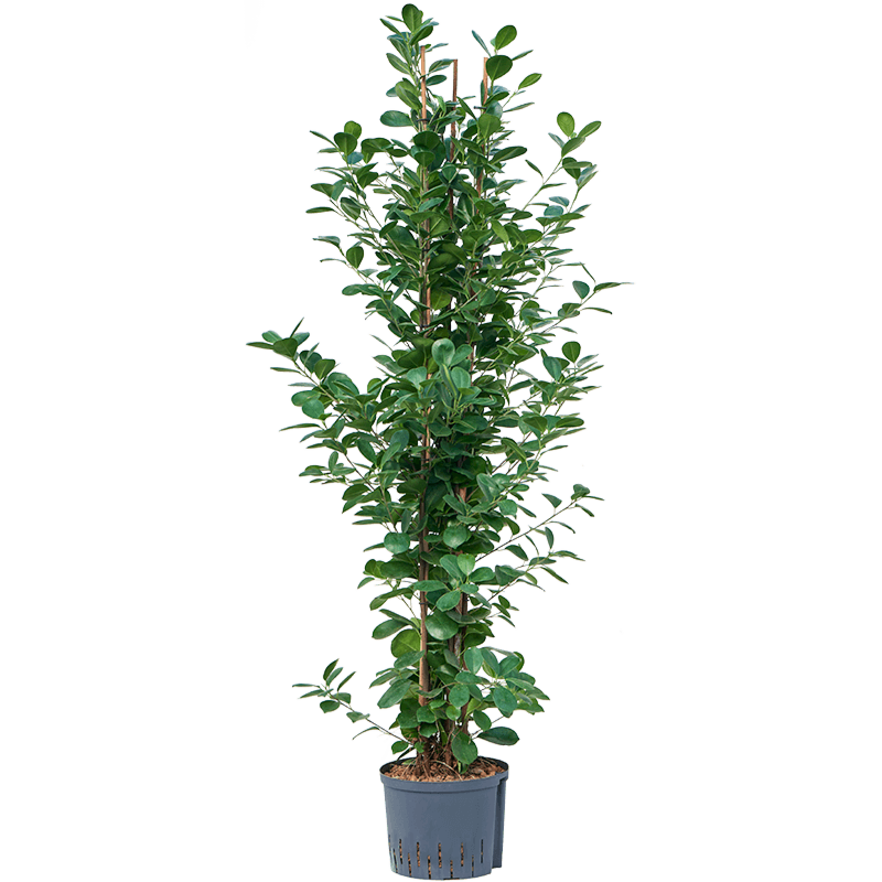 Ficus microcarpa 'Moclame'