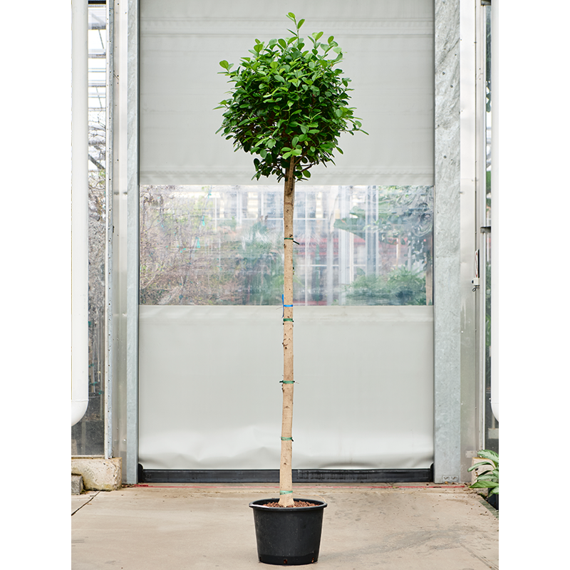 Ficus microcarpa 'Moclame'