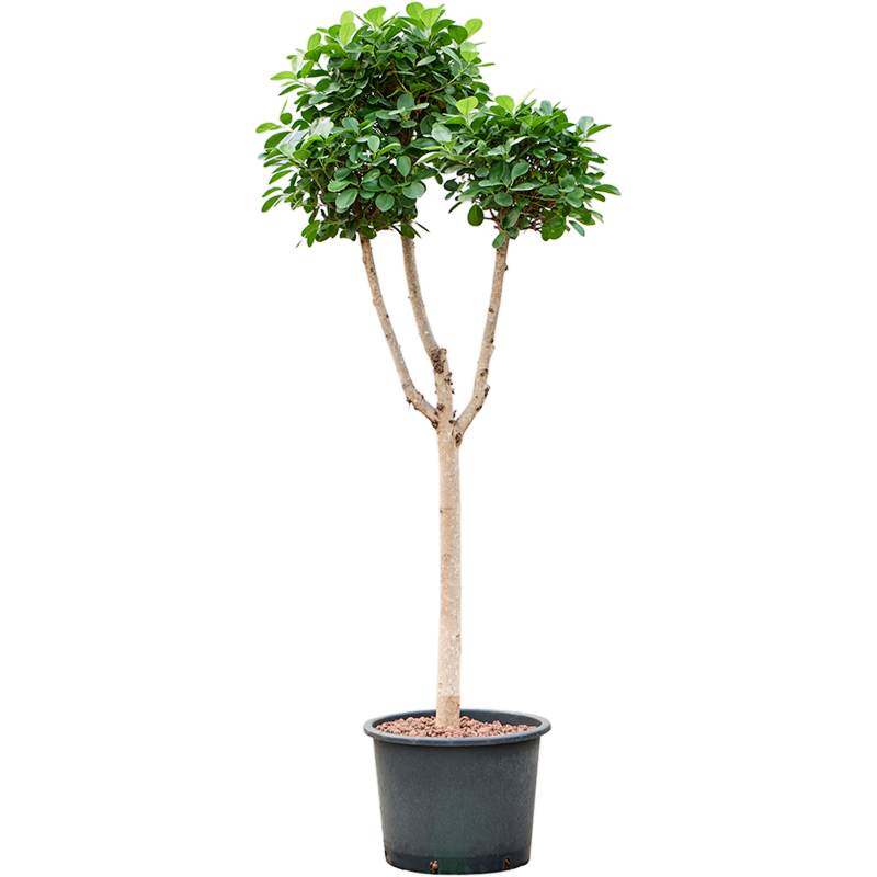 Ficus microcarpa 'Moclame'