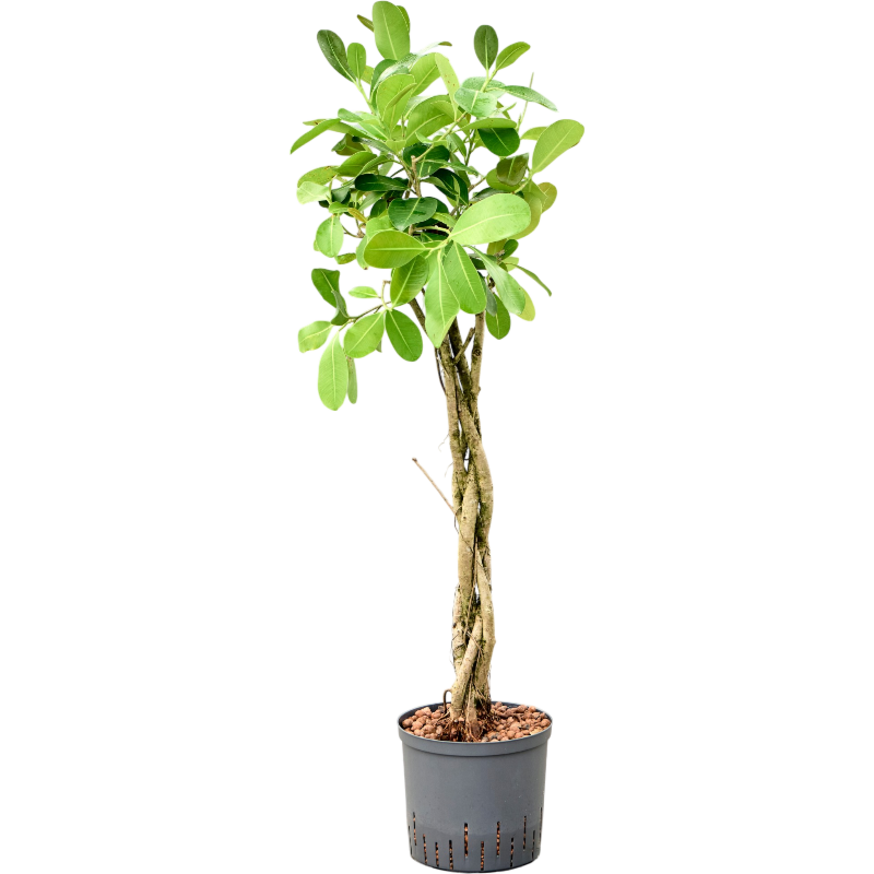 Ficus microcarpa 'Smile'