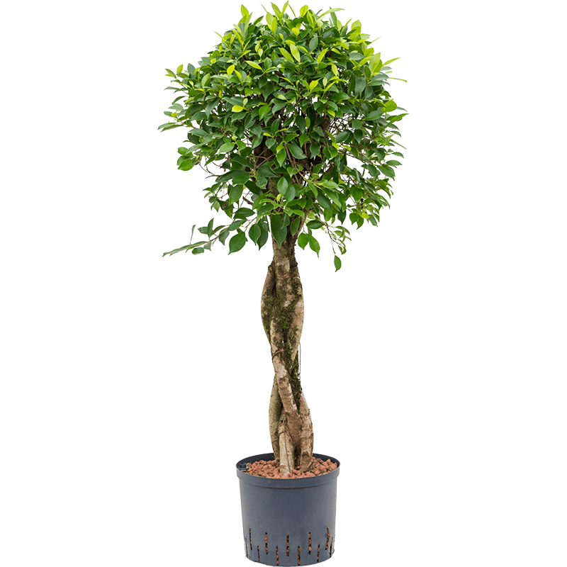 Ficus microcarpa ‘nitida’