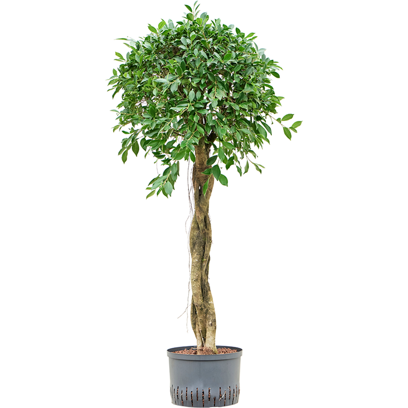 Ficus microcarpa ‘Nitida’