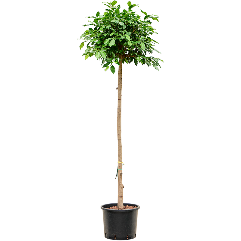 Ficus microcarpa ‘Nitida’
