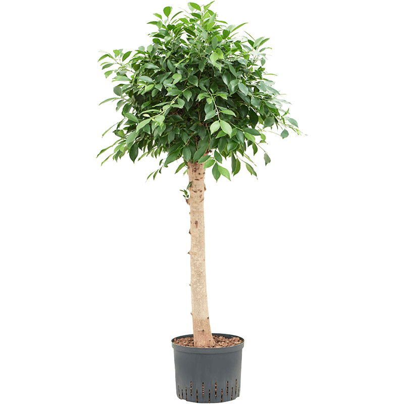 Ficus microcarpa ‘Nitida’