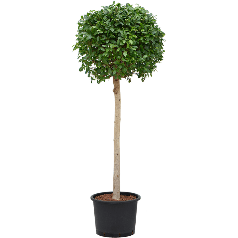 Ficus microcarpa ‘Nitida’