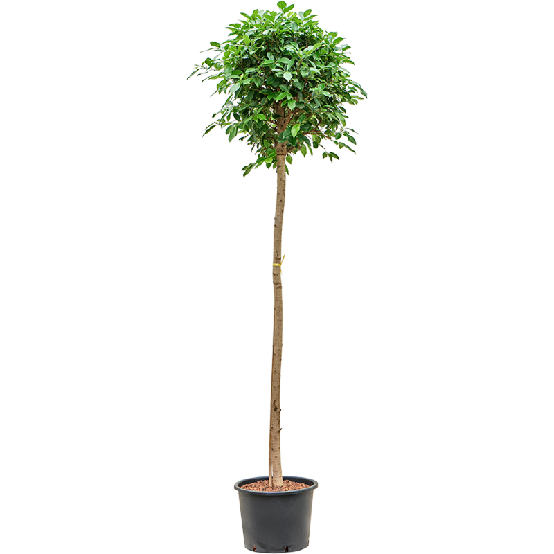 Ficus microcarpa ‘Nitida’