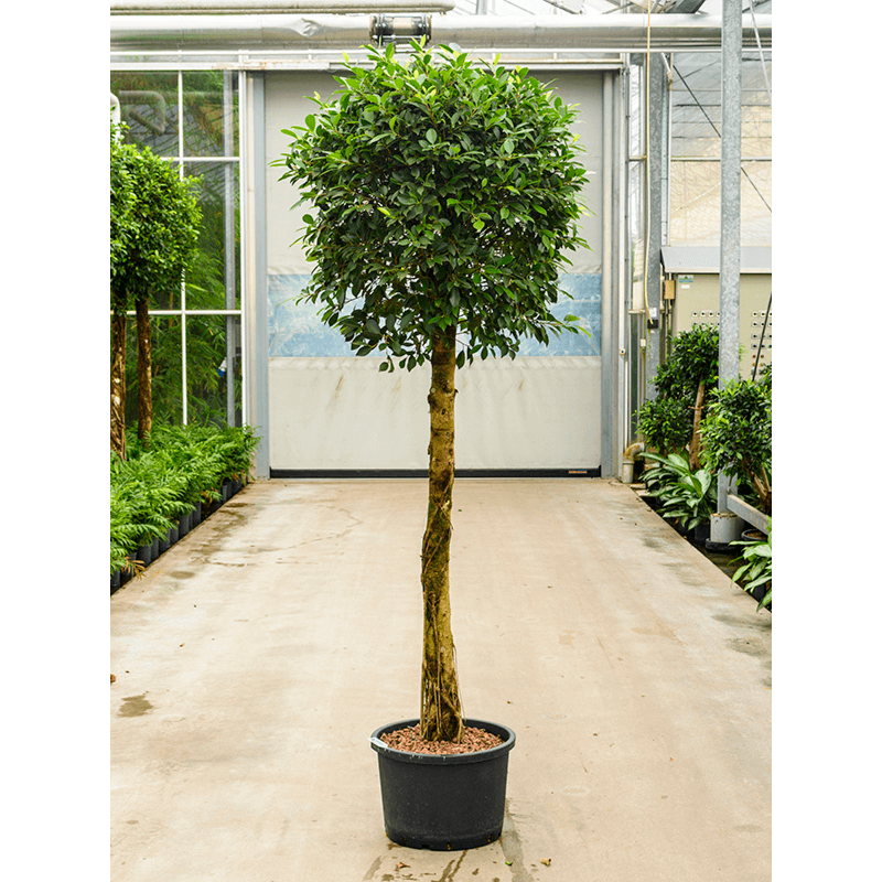Ficus microcarpa ‘nitida’