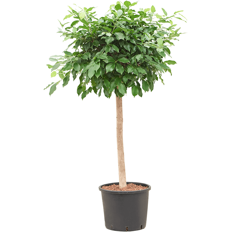 Ficus microcarpa ‘Nitida’