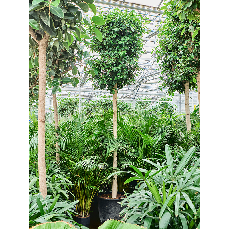 Ficus microcarpa ‘Nitida’