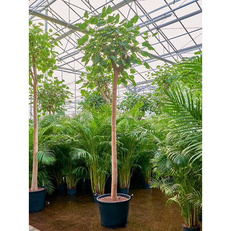 Ficus religiosa