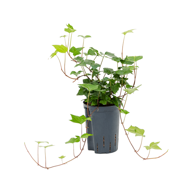 Hedera algeriensis 'Montgomery'