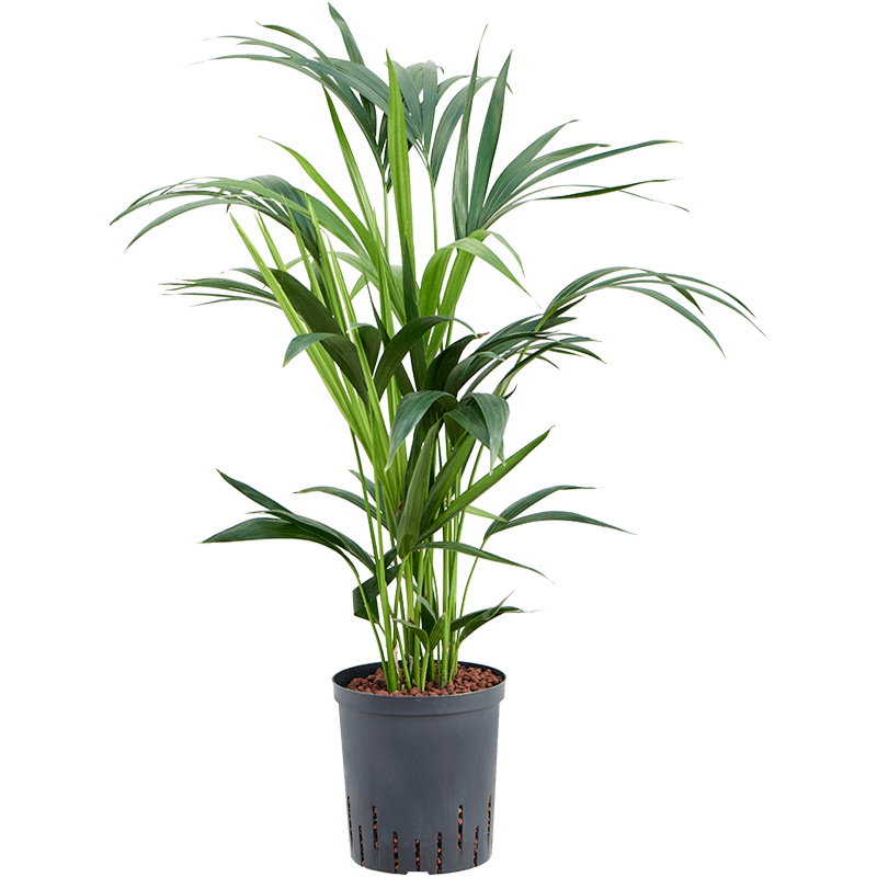 Kentia