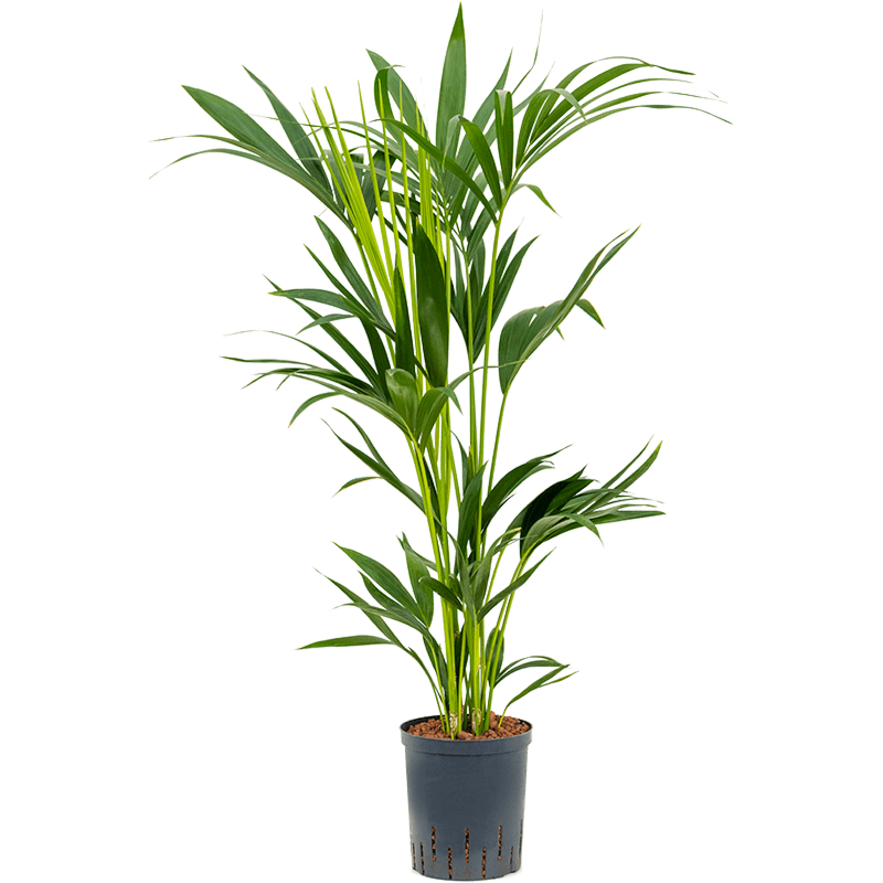 Kentia