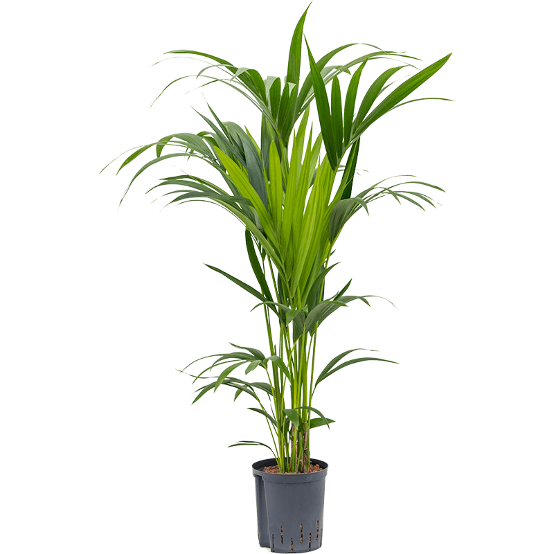 Kentia