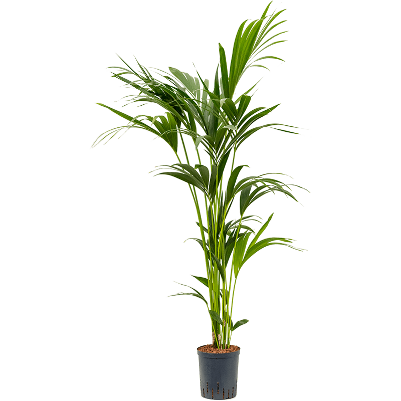 Kentia
