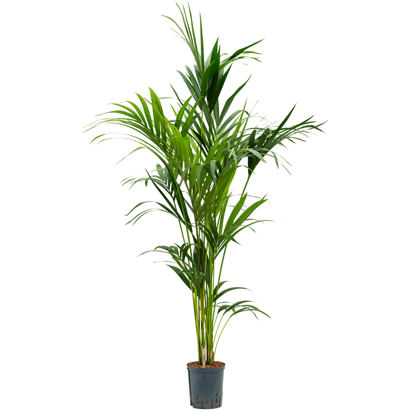 Kentia