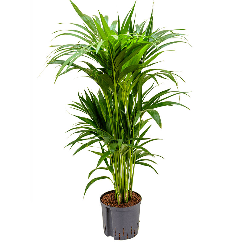 Kentia