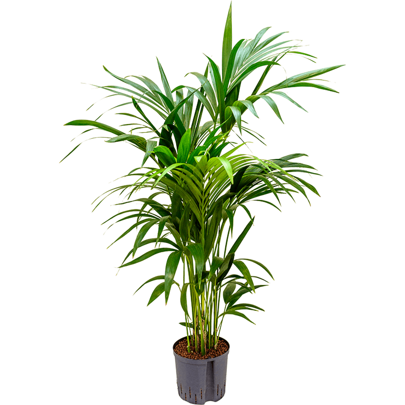 Kentia