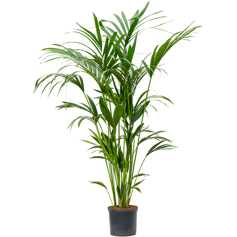 Kentia