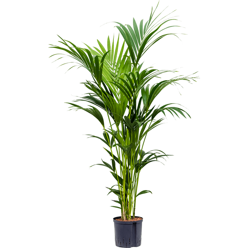 Kentia