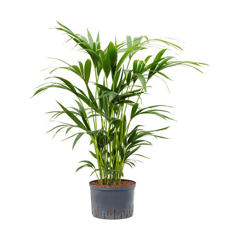 Kentia