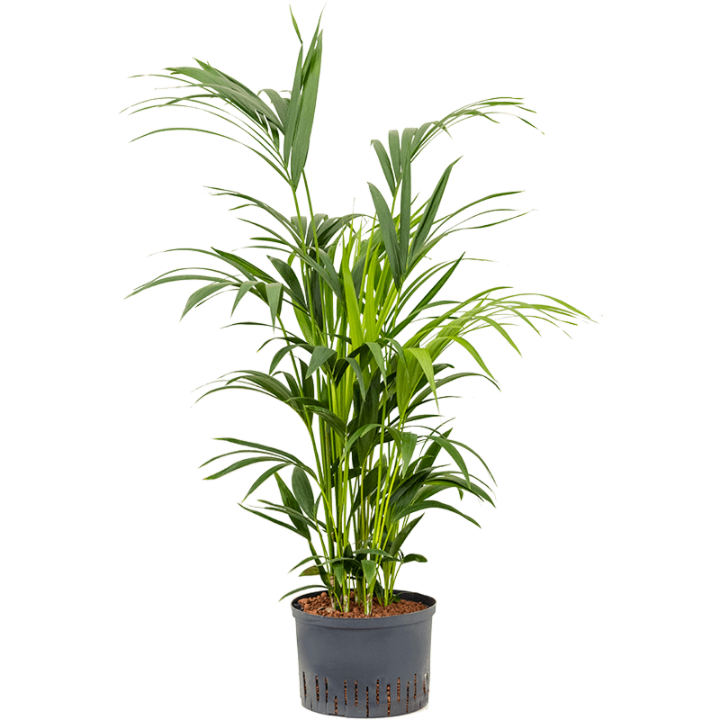 Kentia