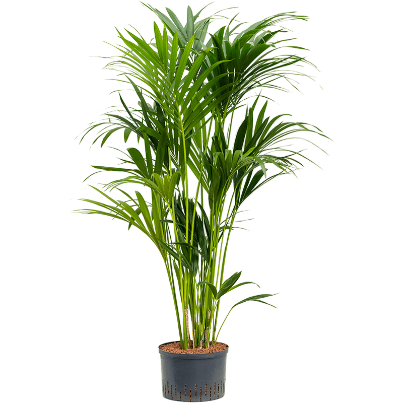 Kentia