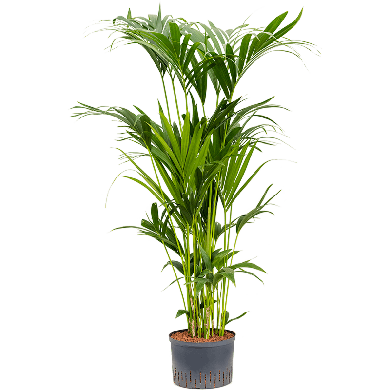 Kentia