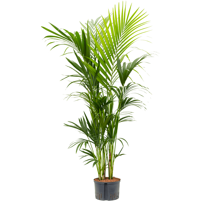 Kentia