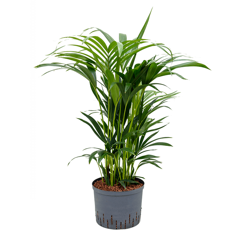 Kentia