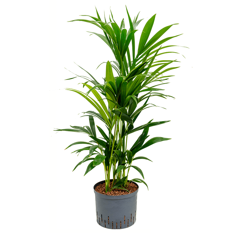 Kentia