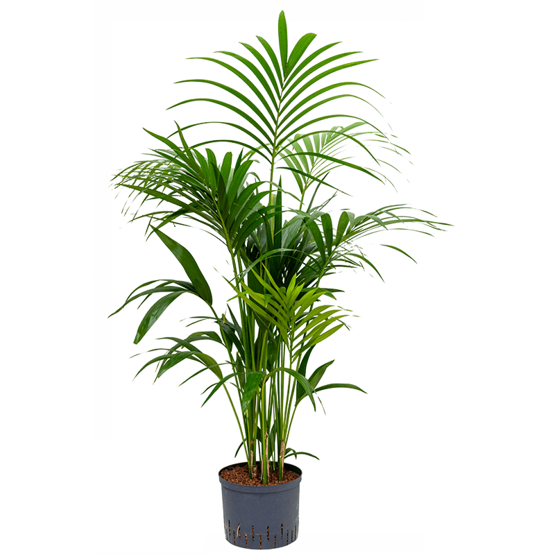 Kentia