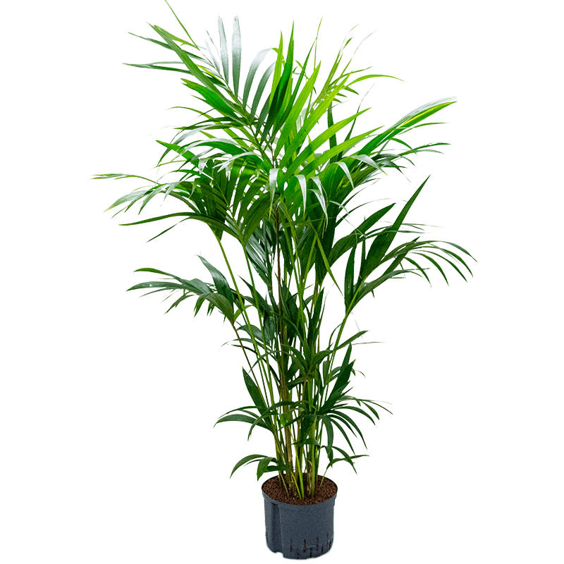 Kentia