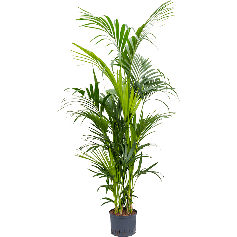 Kentia