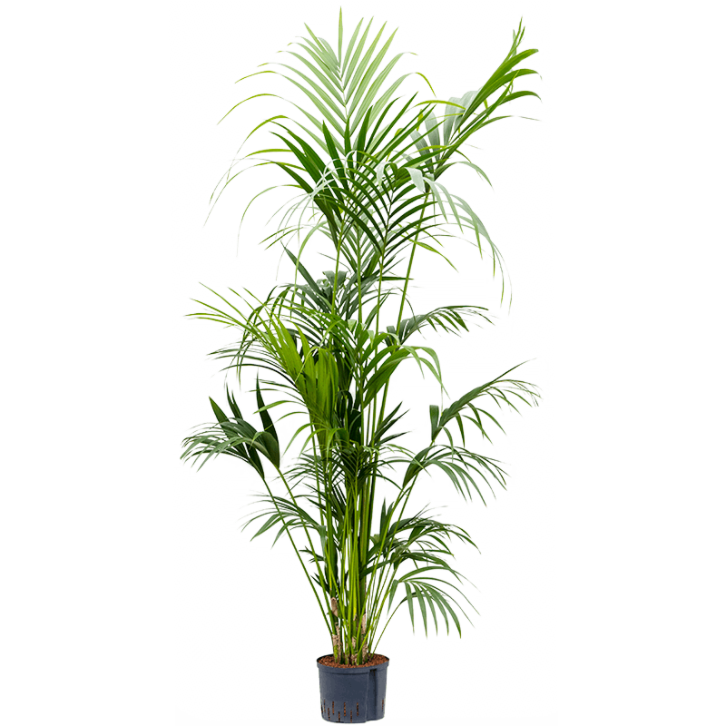 Kentia