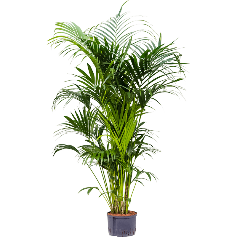 Kentia