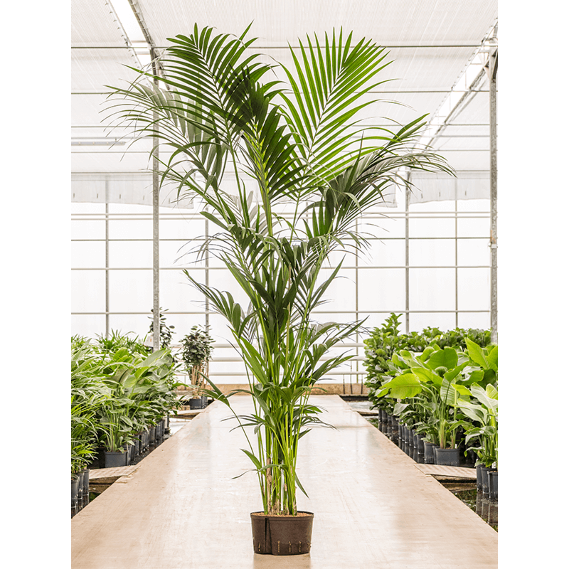 Kentia (howea) forsteriana