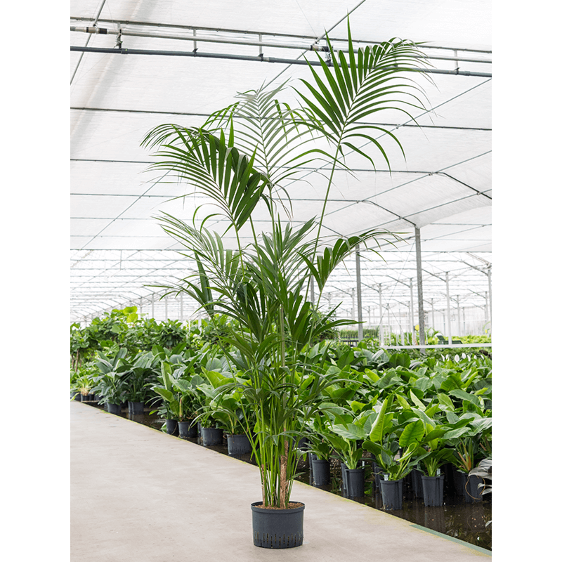 Kentia (Howea) forsteriana