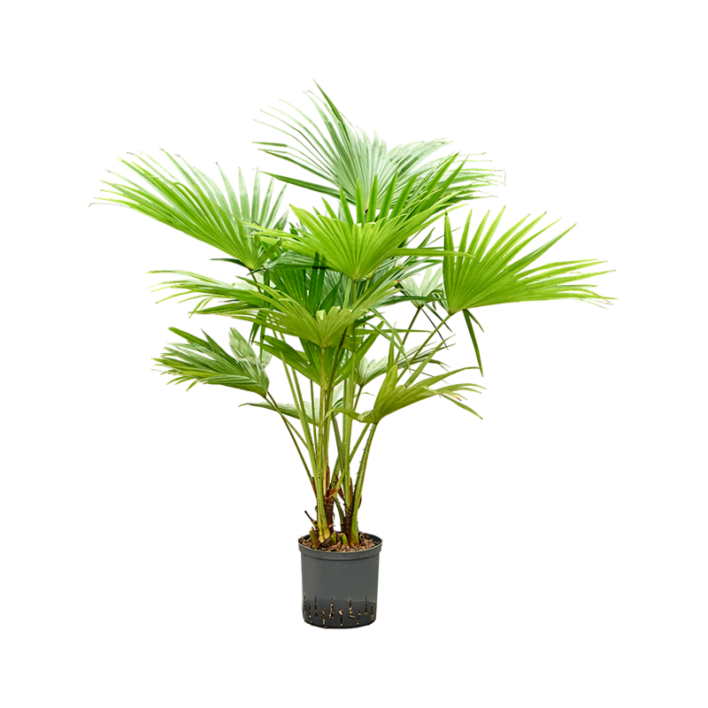 Livistona chinensis