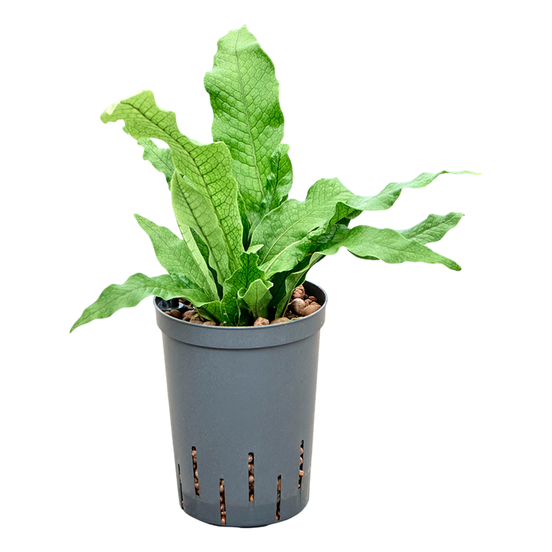 Microsorum 'crocodyllus'