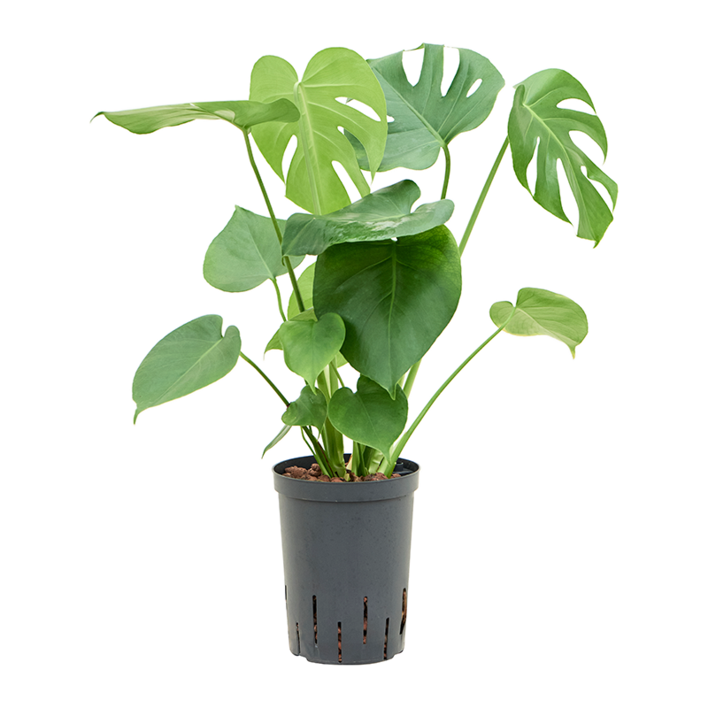 Monstera deliciosa