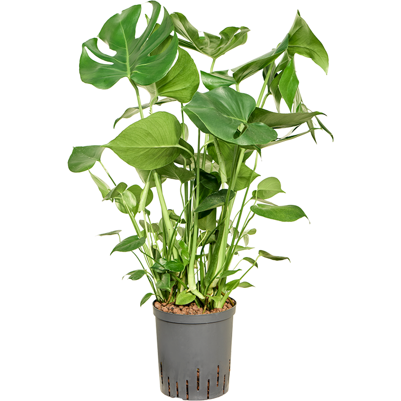 Monstera deliciosa