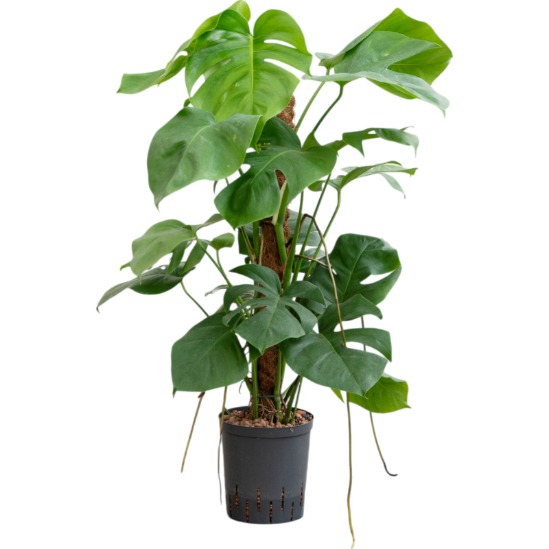 Monstera deliciosa