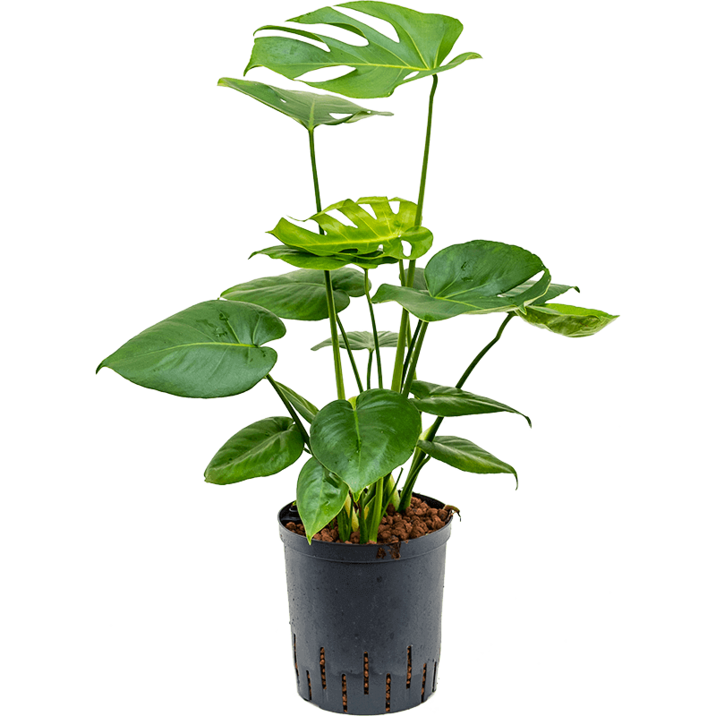 Monstera deliciosa