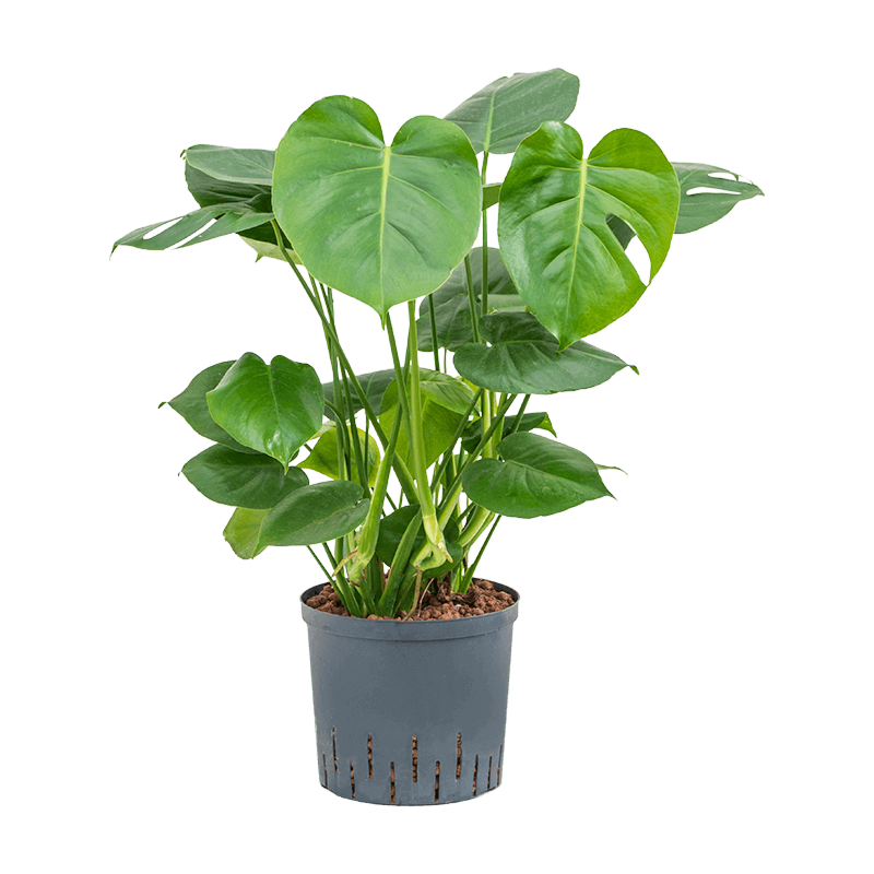 Monstera deliciosa