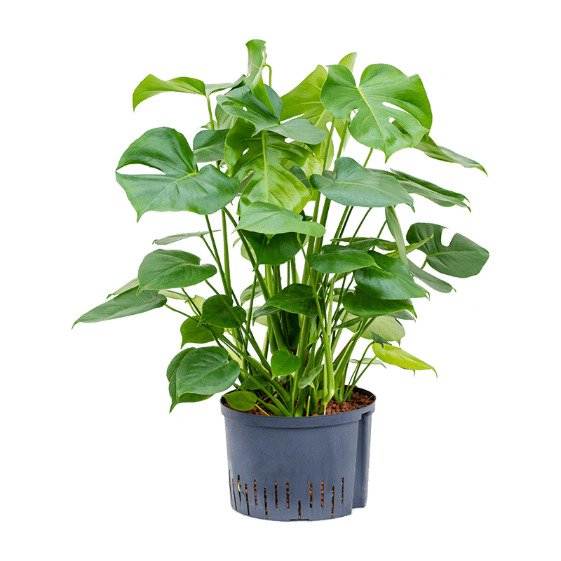 Monstera deliciosa